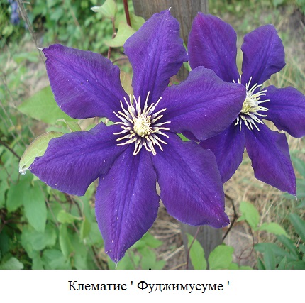 фото Клематис ' Фуджимусуме ' 